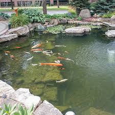 Image result for garden pond ideas