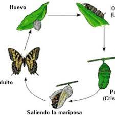 Metamorfosis De La Mariposa Y Sus Etapas Resumen Corto