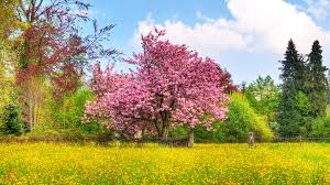 Download spring scenery wallpaper from the above hd widescreen 4k 5k 8k ultra hd resolutions for desktops laptops, notebook, apple iphone & ipad, android mobiles & tablets. 46 Spring Hd Wallpapers 1080p On Wallpapersafari