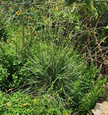 Image result for Eriochloa meyeriana