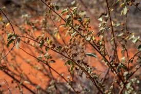 Image result for Triumfetta dekindtiana