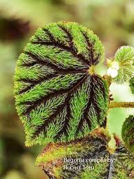 Begonia Conipila Von Robert Tseu Zimmerpflanzen Begonien Pflanzen