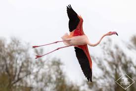 Ce marquage permettra leur quelles belles sensations ! Ou Voir Des Flamants Roses En Camargue