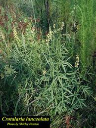 Image result for Crotalaria lanceolata