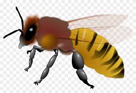 Find high quality bee clipart, all png clipart images with transparent backgroud can be download for free! Bee Clipart Free Clip Art Honey Bee Free Transparent Png Clipart Images Download