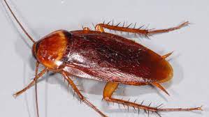 Our services are available to both domestic and commercial clients. Affordable Pest Control Jacksonville Fl Residential Pest Control