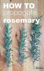 How To Propagate Rosemary In Water Mother Rising Propagate Rosemary Rosemary Plant How To Propagate Lavender