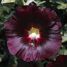Maybe you would like to learn more about one of these? Hollyhock Alcea Nigra Black Yougarden