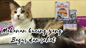 Makanan kucing royal canin dan proplan. Honest Review Makanan Kucing Proplan Dan Royal Canin Youtube
