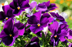 Purple Flowers Fashion Dresses Choose from some of the most beautiful purple flowers that you can include in your yard.