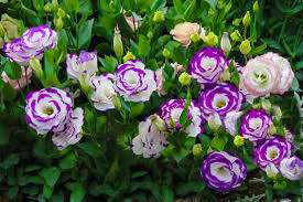 Image result for eustoma lisianthus in garden