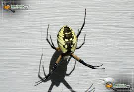 All black spider with bright red hourglass marking. Black And Yellow Garden Spider Argiope Aurantia