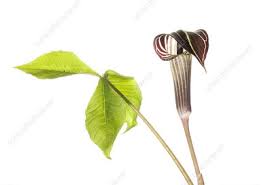 It is native to eastern north america, occurring in moist woodlands and thickets. Arisaema Triphyllum Keyword Search Science Photo Library