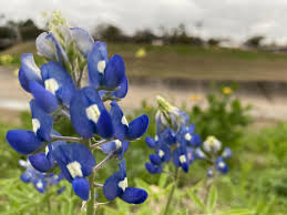 The population was 6,469 as of 2010. Texas Bluebonnet Season 2021
