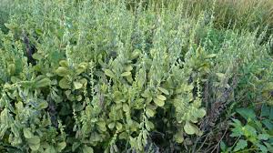 Image result for Crotalaria spectabilis