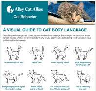 Cat & Kitten Body Language & Posture | A Visual Guide