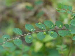Image result for Phyllanthus tenellus