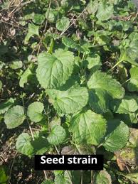 Image result for Senecio sp.no.2