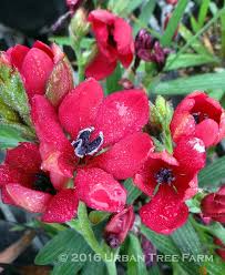 Image result for Babiana