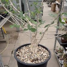 Image result for Commiphora pteleifolia