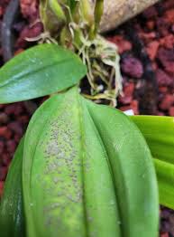 Image result for Tropical Edema