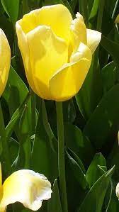 Yellow Tulip By Eric Schiabor Yellow Tulips Tulips Meaning Tulips Art