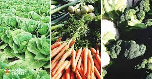22 Plants To Grow In Your Fall Vegetable Garden