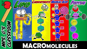 What Are The 4 Major Macromolecules And How Are They Made Macromolecules Macromolecules Biology Biology Lessons