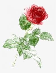 Check spelling or type a new query. Rose Drawing Png Free Hd Rose Drawing Transparent Image Pngkit