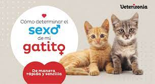 Cómo determinar el sexo de mi gatito - Veterizonia