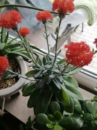 Image result for Kleinia