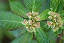 Image result for Euphorbia heterophylla