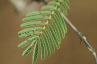 Image result for Acacia fleckii
