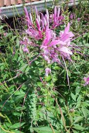 Image result for Cleome houtteana