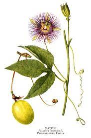 Pin By Sarah Fonseca Dryden On Ink Like This Passion Flower Passion Flower Herb Passion Flower Tea