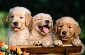 Felizvita di Darwin Robles