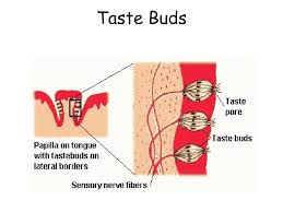 Image result for Taste Sensation