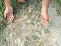 Check spelling or type a new query. Will Tenacity Mesotrione Kill Quackgrass Turfgrass