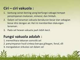 Ciri Ciri Dan Fungsi Vakuola Brainly Co Id