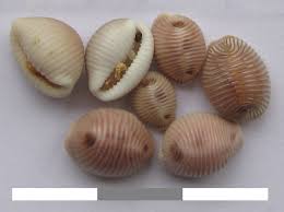 What rock band was made up of robert plant, john paul jones, jimmy page,. Trivia Gastropod Wikipedia