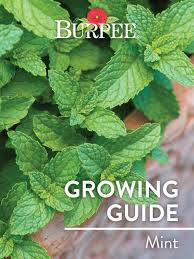 Consequently, can you eat mint leaves with white spots? Learn About Mint Burpee