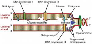 The strands of thee double helix separate, or unzip. Chapter 14 Dna Replication Introduction To Molecular And Cell Biology