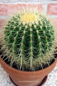How To Fertilize ѕucculents With Pictures Succulents Network Echinocactus Grusonii Drought Tolerant Garden Cactus Plants
