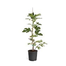 Maybe you would like to learn more about one of these? Fruit Tree Trees At Lowes Com