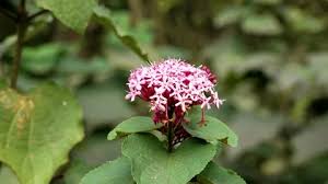Image result for Clerodendrum fasciculatum