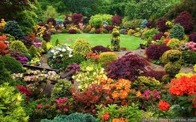 Most commonly grown for its beautiful, tall spires of blue blooms, delphinium has long been planted in perennial gardens. Flower Garden Most Beautiful Gardens Dream Garden Beautiful Gardens