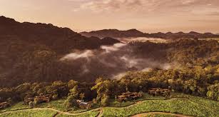 Image result for Polystachya bruechertiae