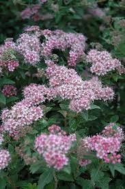 Alpine Spirea Spirea Little Princess Spirea Magic Carpet Spirea