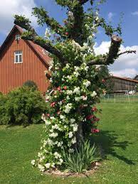 Wir haben wieder für sie geöffnet! Ramblerrose Bobby James Schonste Rosen Expertenwissen