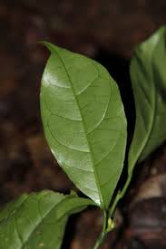 Image result for Maesobotrya